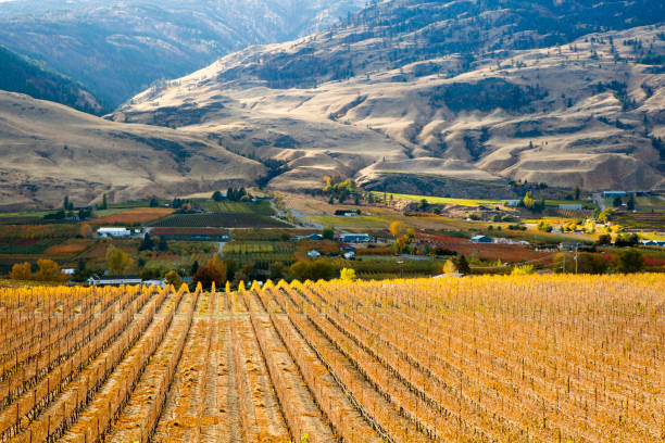 oliver okanagan valley kolumbia brytyjska - okanagan vineyard canada orchard zdjęcia i obrazy z banku zdjęć