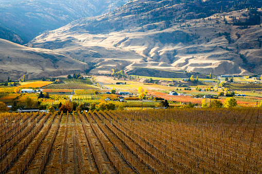 Scenic autumn view of the rural landscape, orchards, vineyards, and wineries of Oliver located in the Okanagan Valley of British Columbia, Canada.