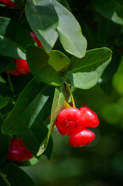 Close up of fruit of water rose apple, Syzygium aqueum. Fruit is edible and found in Southeast Asian markets.