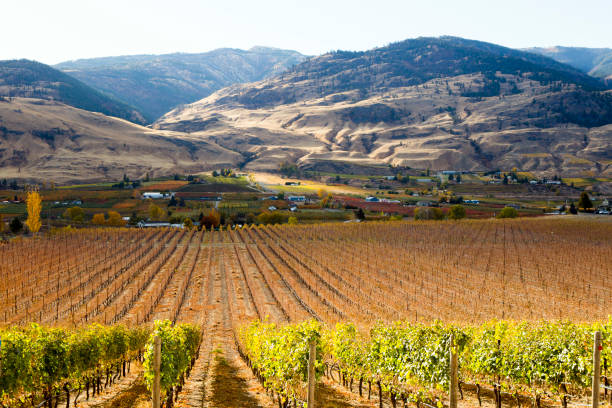 istock Oliver Okanagan Valley British Columbia 951666334
