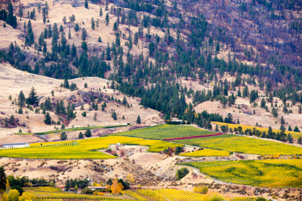 istock Oliver Okanagan Valley British Columbia 951666362