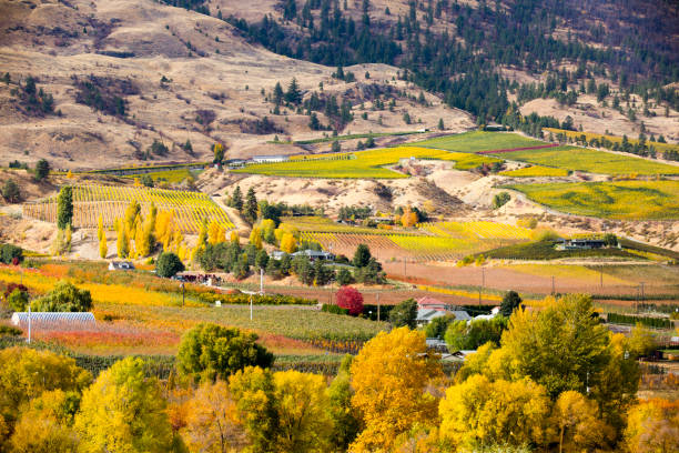 istock Oliver Okanagan Valley British Columbia 951666416