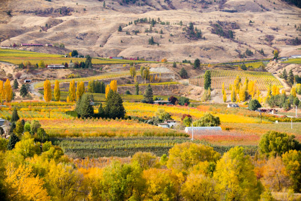 istock Oliver Okanagan Valley British Columbia 951666470