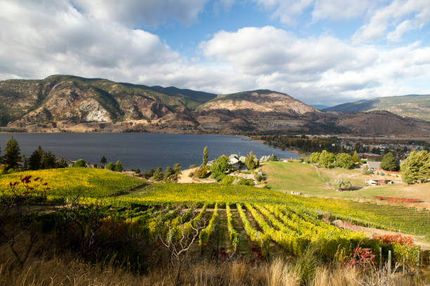 istock Skaha Lake Penticton Vineyard 951666676