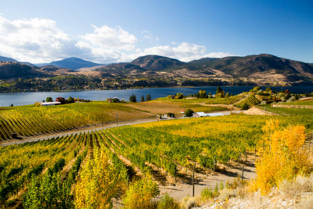 istock Skaha Lake Okanagan Falls Vineyard 951667010