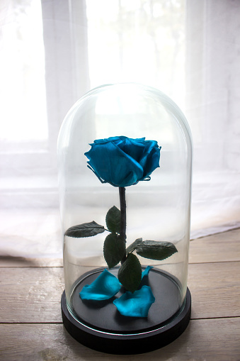 Long-lasting rose in a flask, in a glass dome, stabilized, a gift on the shelf. for centuries.
