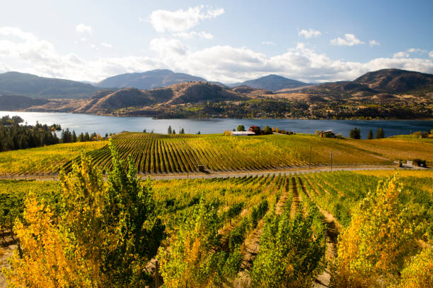 skaha 湖オカナガン滝畑 - lake canada field okanagan ストックフォトと画像