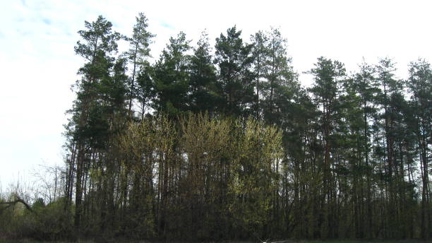 istock Outback of the Mixed Forest 951667338
