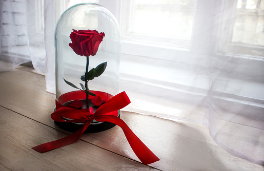 Long-lasting rose in a flask, in a glass dome, stabilized, a gift on the shelf. for centuries.