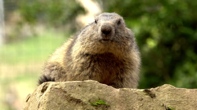 Pyrenees' marmot close-up