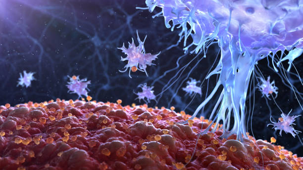 면역 체계 - t세포 뉴스 사진 이미지