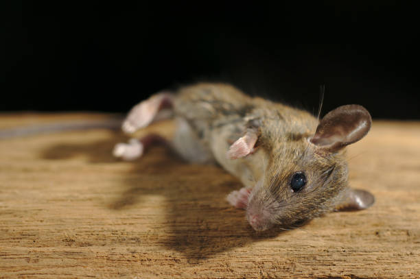 istock Brown Mouse die on wooden board with black background. 951669508