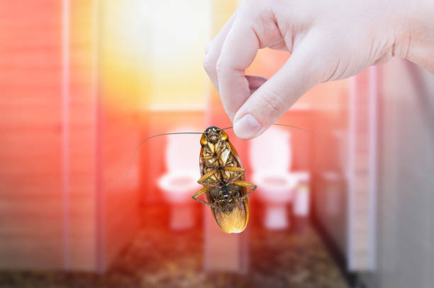 istock Hand holding cockroach on toilet background 951670930