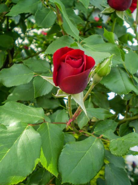 istock Rose blooming in the garden 951672144