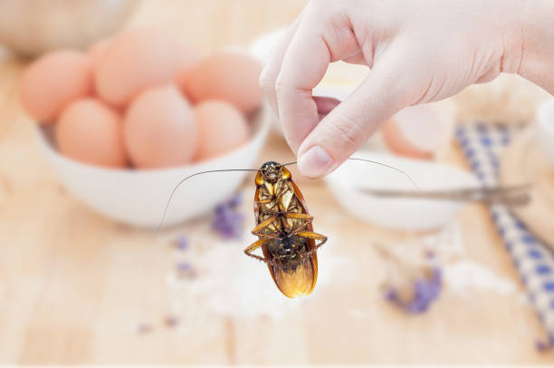 istock Woman's Hand holding cockroach on food kitchen background 951672320