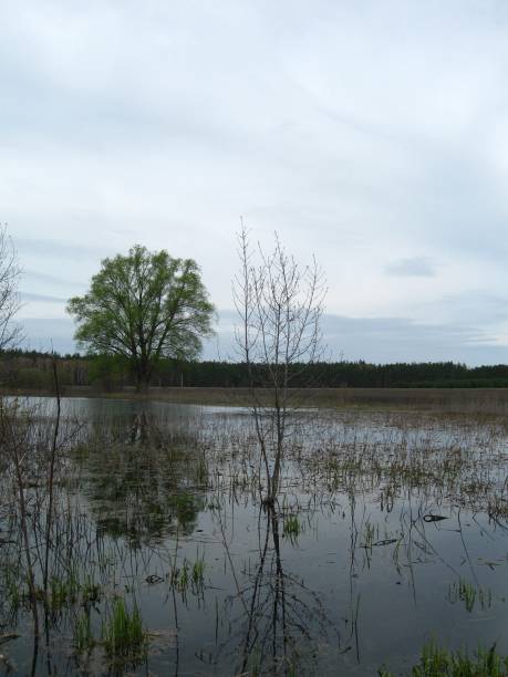 istock Lakes in the Field near the Forest 951672350