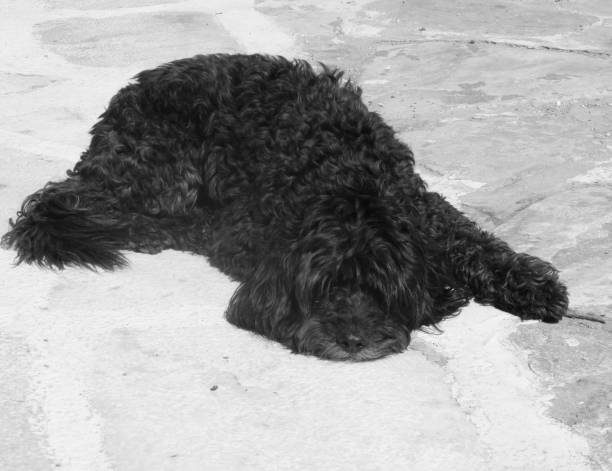 istock Shaggy Greek Stray Dog 951672376