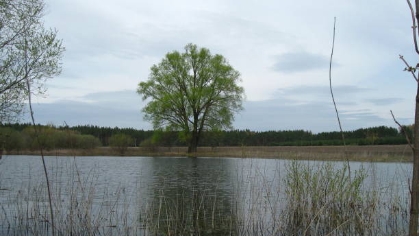 istock Lakes in the Field near the Forest 951672438
