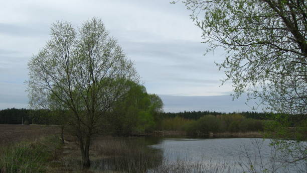 istock Lakes in the Field near the Forest 951672482