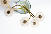 Dandelions (blowballs) in glass of water