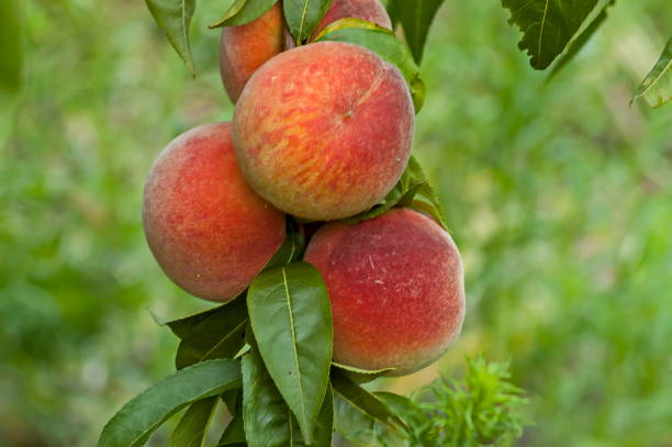 istock Closeup of a peach tree or Prunus persica with ripe fruit advisable as a background 951673688