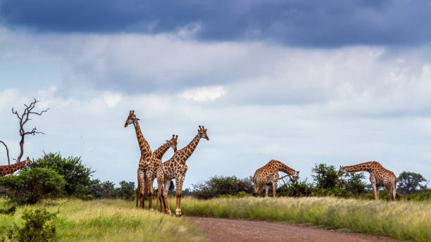 istock Giraffe in Kruger National park, South Africa 951674846