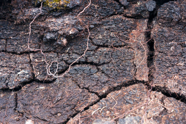 Natural peat in Scotland Close-up of peat in a peatbog in Scotland. Peat stock pictures, royalty-free photos & images