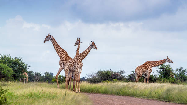 istock Giraffe in Kruger National park, South Africa 951675690