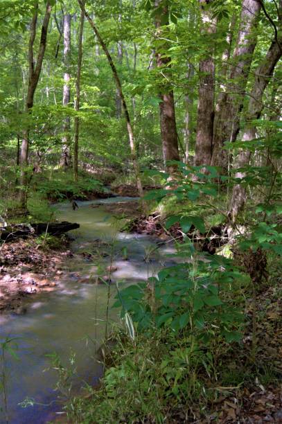 istock Forest stream at Little Mulberry Park, GA 951677754
