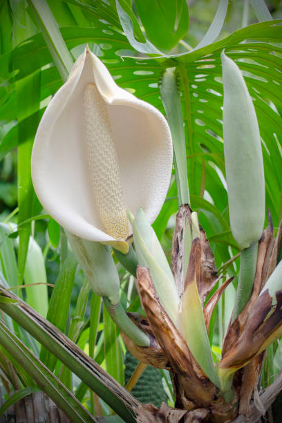White flower (spathe and fruit) of Monstera deliciosa, commonly called split-leaf philodendron or fruit salad plant. Cone-shaped fruit in center is edible when ripe.