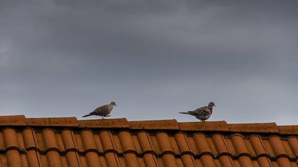 istock Germany, Two pigeon birds walking on a red roof ridge 951678656