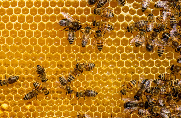 istock closeup of bees on honeycomb in apiary 951679838