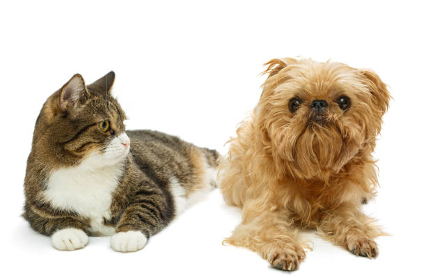 istock Grey cat and dog lie together 951680406