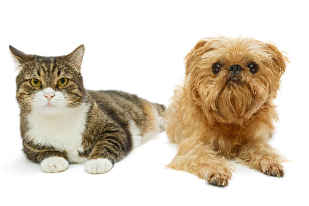 istock Grey cat and dog lie together 951680462