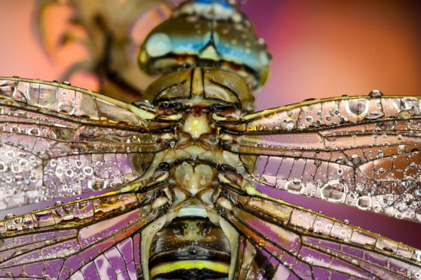 istock Beautiful nature scene dragonfly. 951681374