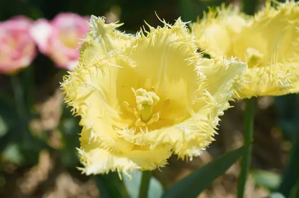 Fringed yellow tulip flower on a natural background, macro.