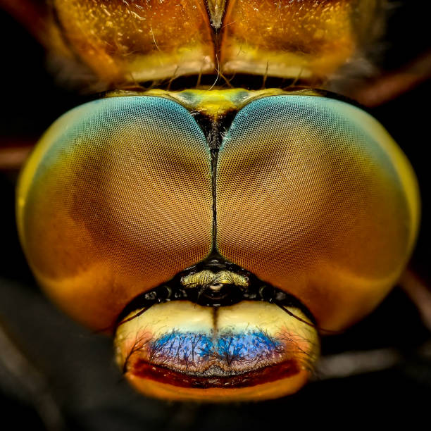 istock Beautiful nature scene dragonfly. 951681974