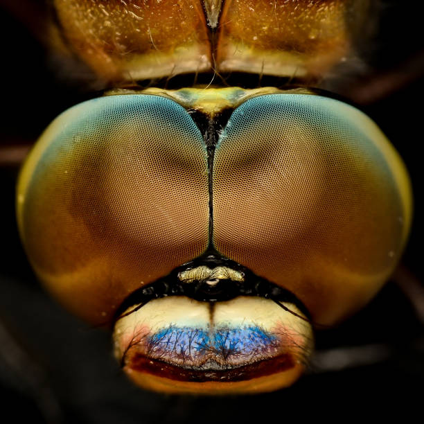 istock Beautiful nature scene dragonfly. 951682176
