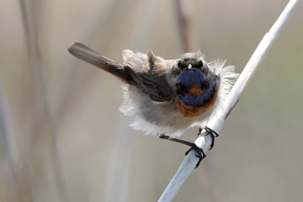 bluethroat in piedi sulla reta. - bird warbler birdsong singing foto e immagini stock