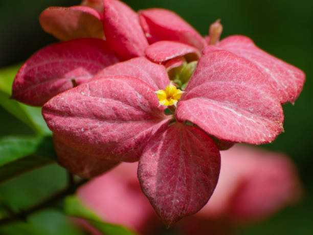 tropical dogwood, Mussaenda cv Magsaysay tropical dogwood, Mussaenda cv Magsaysay, with yellow flower and pink bracts. pink mussaenda flower stock pictures, royalty-free photos & images