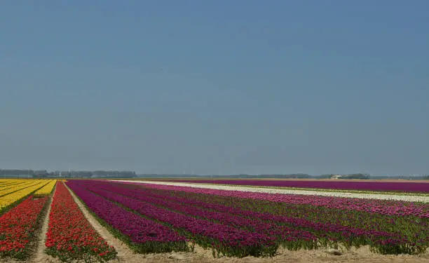 Season of flowering tulips in the Netherlands. Middle of April. Field with colorful tulips.