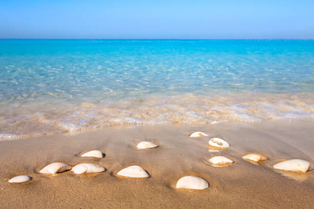 Dubai seaside. Seashells on sand on sea background. Sunny summer background.