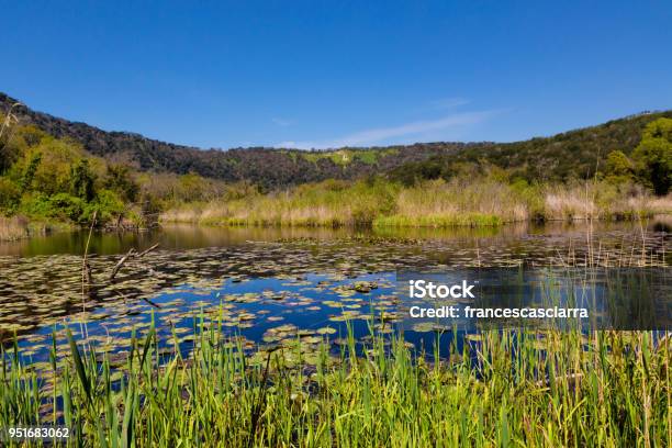 Naples Astroni Stock Photo - Download Image Now - Volcanic Crater, Animal, Campania