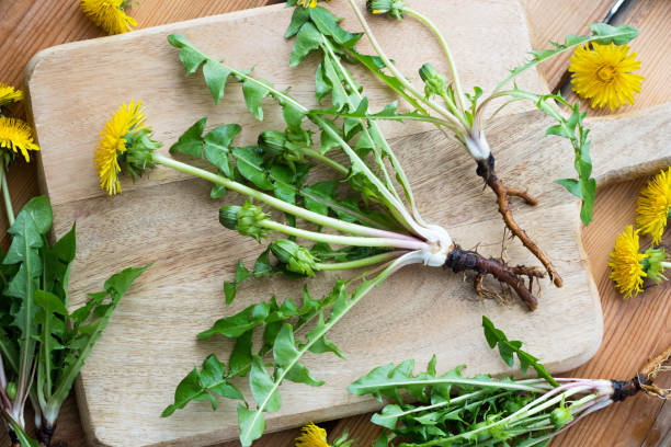 whole dandelion plant with root on a table - dandelion imagens e fotografias de stock