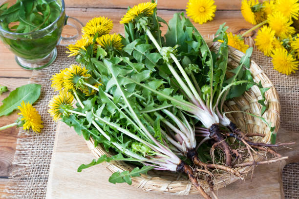 Whole dandelion plants with roots Whole dandelion plants with roots in a wicker basket dandelion root stock pictures, royalty-free photos & images