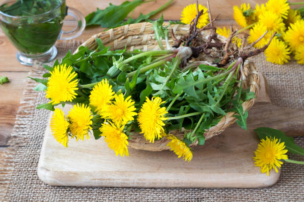 istock Whole dandelion plants with roots 951685022
