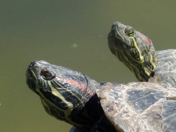istock two turtle heads Green Lake backgrounds 951685518