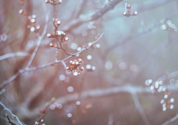 istock Spring background. Fresh buds with morning branches, retro style, 951686216