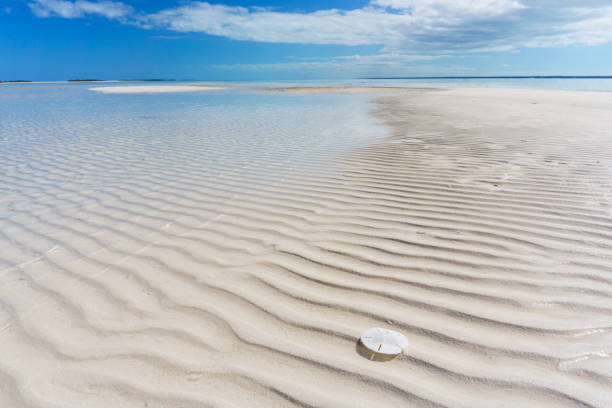 Sand Dollar and Ripples on Sandbar Powell Cay, Abaco, Bahamas - a bright white sand dollar sits on a rippled sandbar in the Sea of Abaco exuma stock pictures, royalty-free photos & images