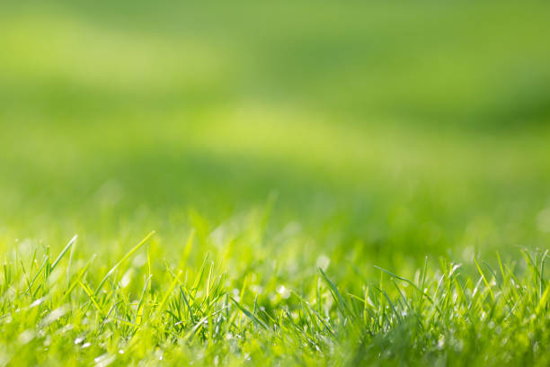 istock Blurry green grass background with place for text 951689024